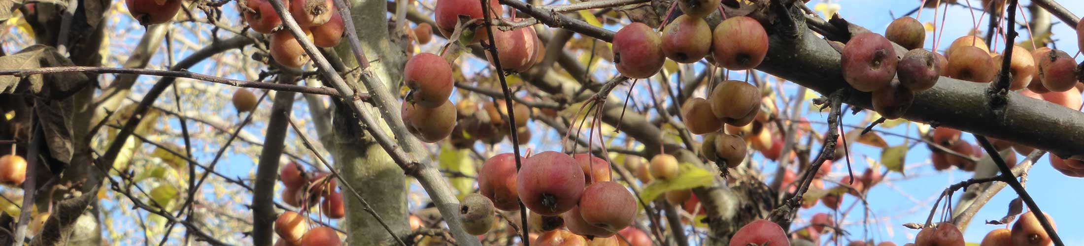 Zierapfel