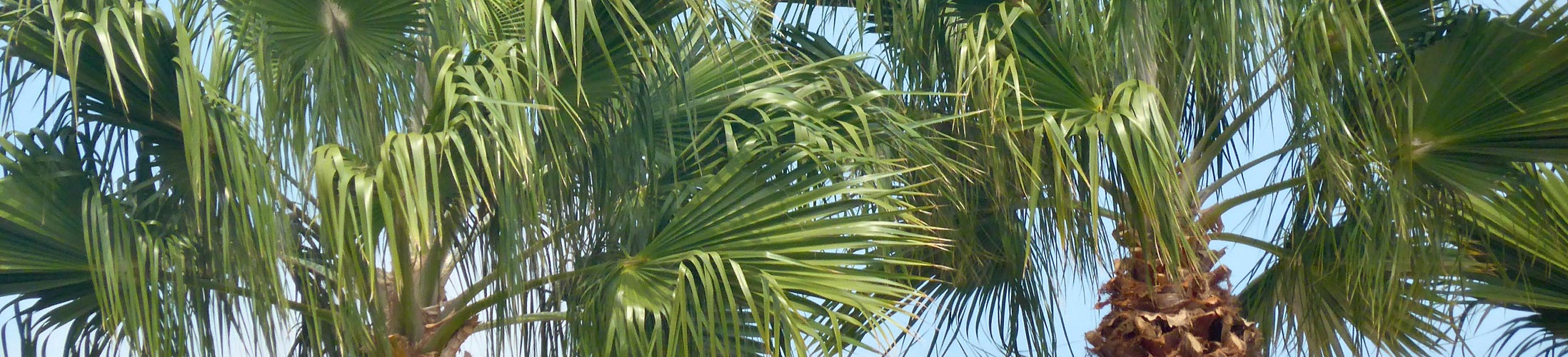 Palmen
